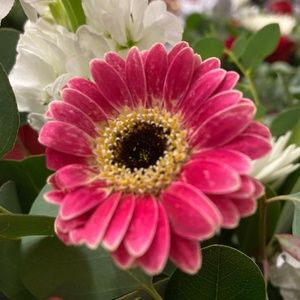 Meet your Posher, Dina